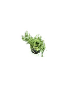 DUBAI GARDEN CENTRE Dubai Garden Centre Pot Rosemary Plant with Medium Pot, Green  - Image 2