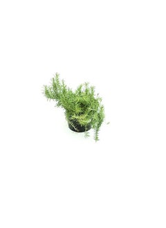 DUBAI GARDEN CENTRE Dubai Garden Centre Pot Rosemary Plant with Medium Pot, Green  - Image 3