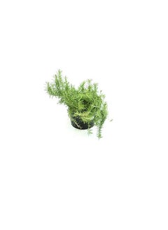 DUBAI GARDEN CENTRE Dubai Garden Centre Pot Rosemary Plant with Medium Pot, Green  - Image 1