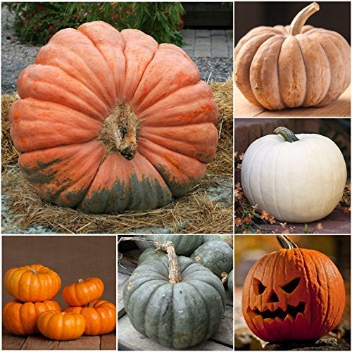 Seed Needs Pumpkin Seeds Specialty Spooky Blend 10+ Varieties | Lumina White, Baby Boo, Blue Jarrahdale, Cinderella & More! | Heirloom Non-GMO Untreated | Bulk Pumpkin Seeds for Planting - Image 2