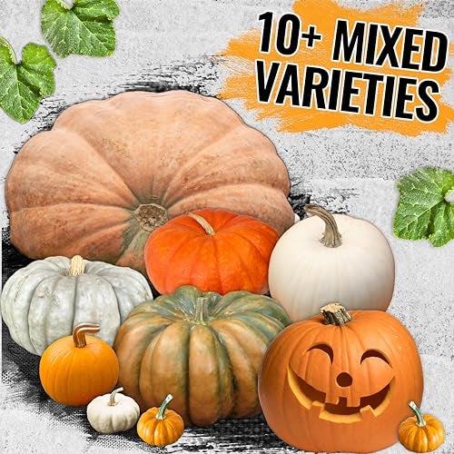 Seed Needs Pumpkin Seeds Specialty Spooky Blend 10+ Varieties | Lumina White, Baby Boo, Blue Jarrahdale, Cinderella & More! | Heirloom Non-GMO Untreated | Bulk Pumpkin Seeds for Planting - Image 4