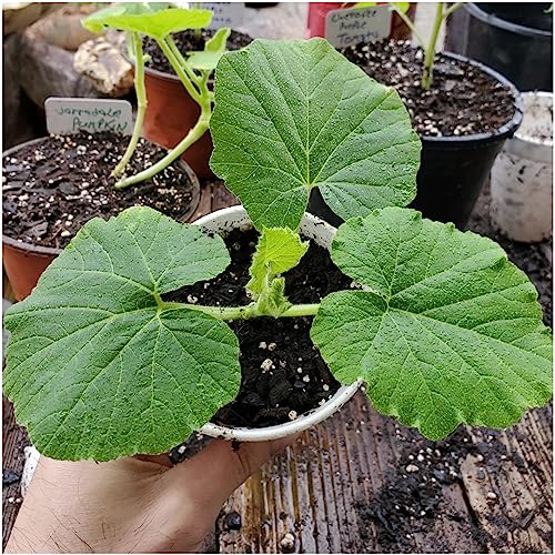 Seed Needs Pumpkin Seeds Specialty Spooky Blend 10+ Varieties | Lumina White, Baby Boo, Blue Jarrahdale, Cinderella & More! | Heirloom Non-GMO Untreated | Bulk Pumpkin Seeds for Planting - Image 3