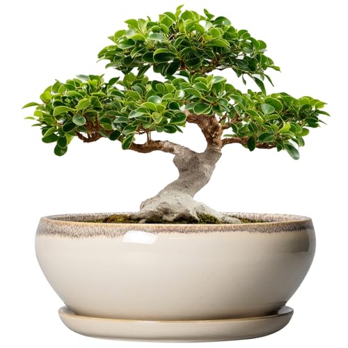 SQOWL Bonsai Pots 12 Inch - Large Ceramic Succulent Planters, Shallow Planter with Drainage Hole and Saucer, Round Bowl Planter for Indoor Outdoor Plants, Home Decor, Plant Lover Gifts, Beige - Image 1