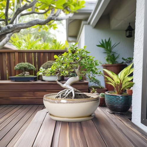SQOWL Bonsai Pots 12 Inch - Large Ceramic Succulent Planters, Shallow Planter with Drainage Hole and Saucer, Round Bowl Planter for Indoor Outdoor Plants, Home Decor, Plant Lover Gifts, Beige - Image 3