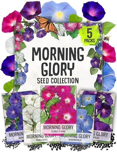Seed Needs Morning Glory Seeds for Planting - Variety Pack/Collection of 5 Individual Varieties - Heirloom & Open Pollinated Vines to Plant a Butterfly Garden (5 Packs) - Image 1
