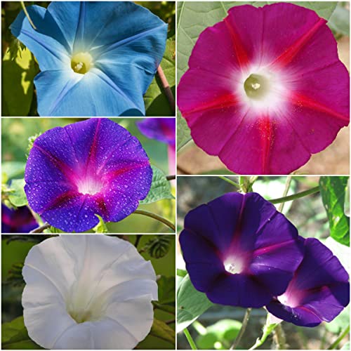 Seed Needs Morning Glory Seeds for Planting - Variety Pack/Collection of 5 Individual Varieties - Heirloom & Open Pollinated Vines to Plant a Butterfly Garden (5 Packs) - Image 2