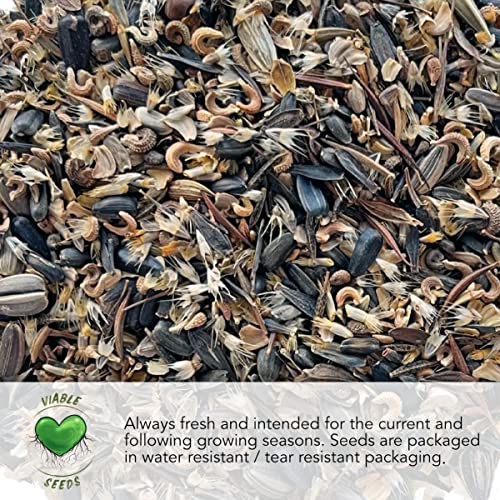 Seed Needs Morning Glory Seeds for Planting - Variety Pack/Collection of 5 Individual Varieties - Heirloom & Open Pollinated Vines to Plant a Butterfly Garden (5 Packs) - Image 5