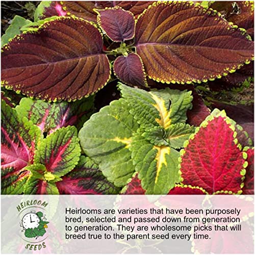 Seed Needs Morning Glory Seeds for Planting - Variety Pack/Collection of 5 Individual Varieties - Heirloom & Open Pollinated Vines to Plant a Butterfly Garden (5 Packs) - Image 3