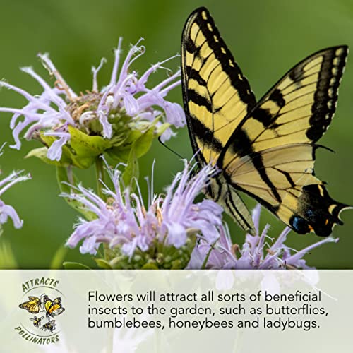 Seed Needs Morning Glory Seeds for Planting - Variety Pack/Collection of 5 Individual Varieties - Heirloom & Open Pollinated Vines to Plant a Butterfly Garden (5 Packs) - Image 4