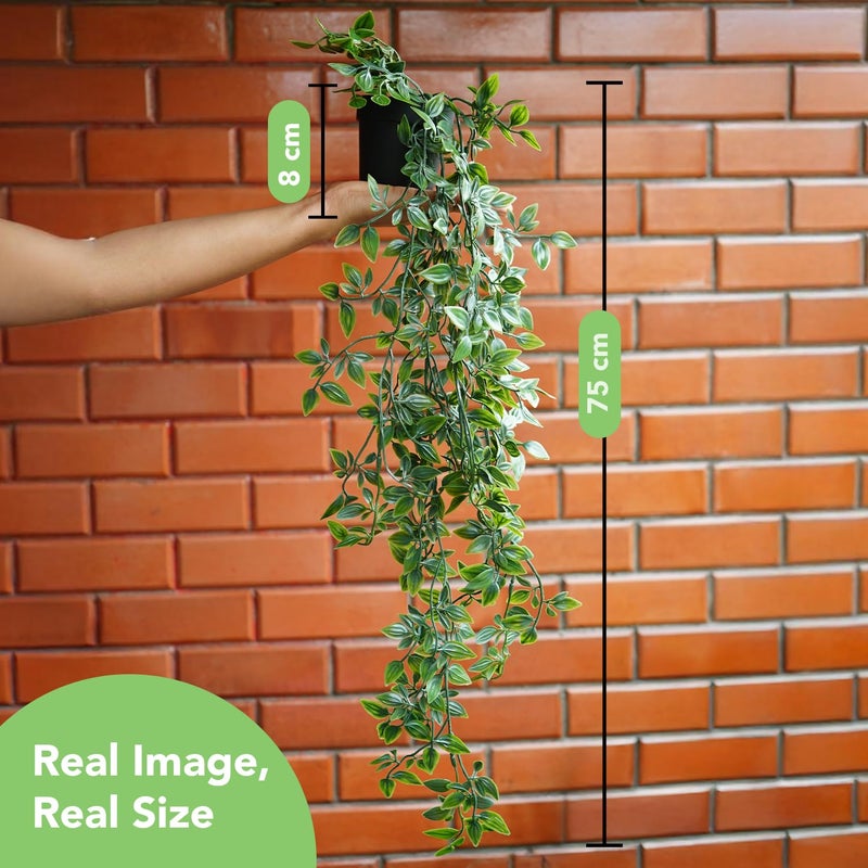 Ekhasa Nostrae Pothos Hanging Artificial Plants with Pot (Set of 2) | Money Plant Artificial Hanging Plants for Decor | Epipremnum Falling Creepers Climbers Fake Vines with Hanging Pots (Mandala) - Image 3