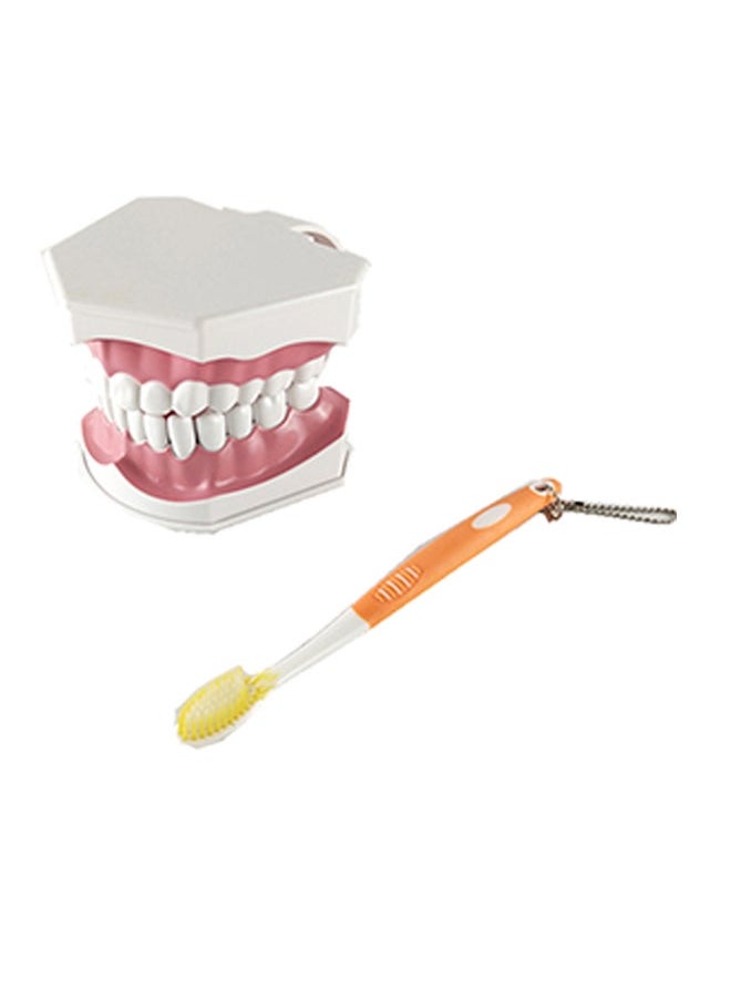 Generic Removable High-Grade Teeth Teaching Model Multicolour 0.248kg  - Image 1