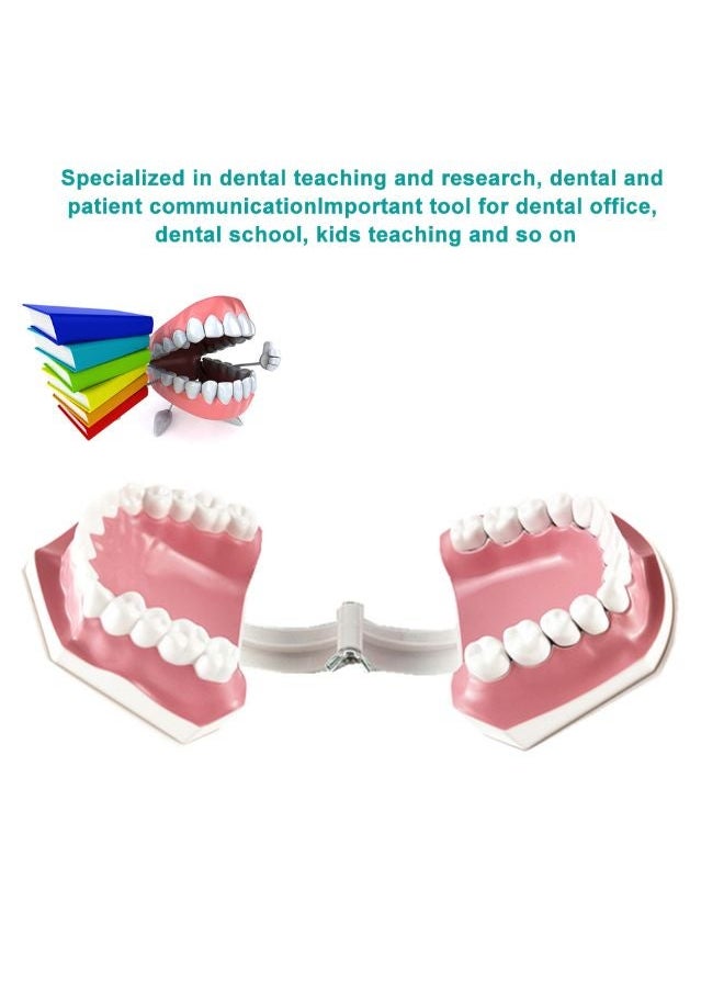 Generic Removable High-Grade Teeth Teaching Model Multicolour 0.248kg  - Image 5