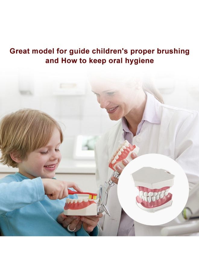 Generic Removable High-Grade Teeth Teaching Model Multicolour 0.248kg  - Image 3
