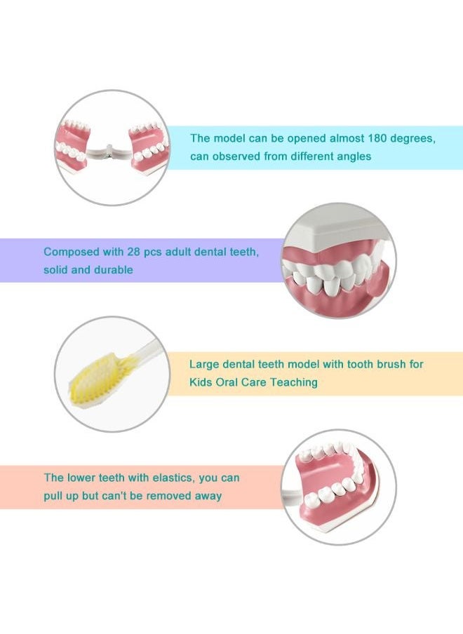 Generic Removable High-Grade Teeth Teaching Model Multicolour 0.248kg  - Image 4