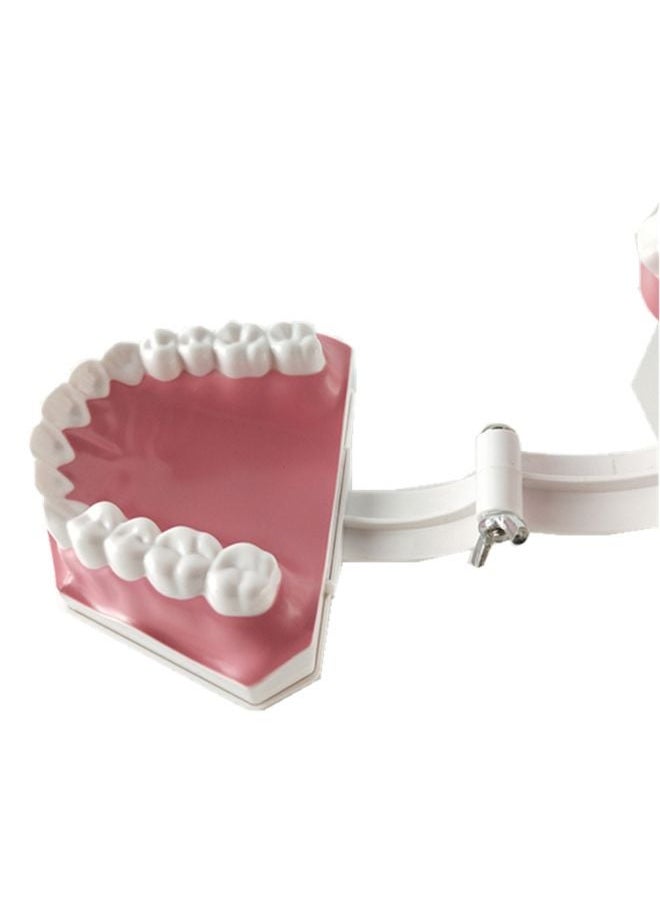 Generic Removable High-Grade Teeth Teaching Model Multicolour 0.248kg  - Image 2
