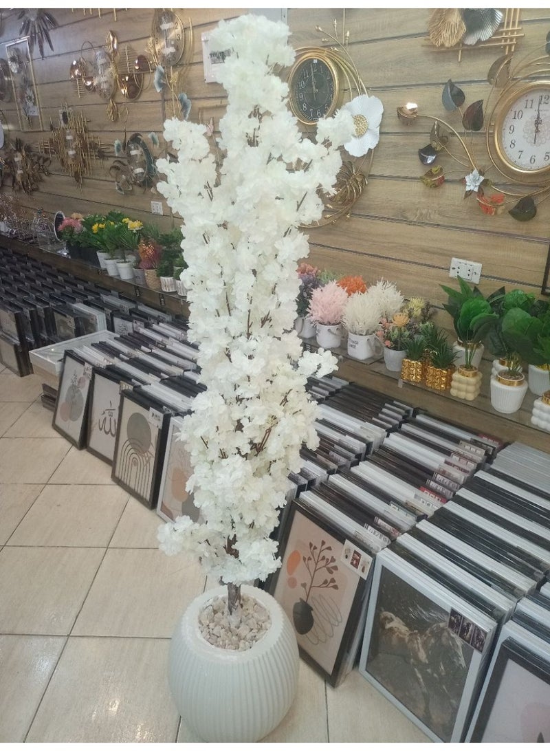 Jasmine tree 170 cm tall With pebbles and gravel