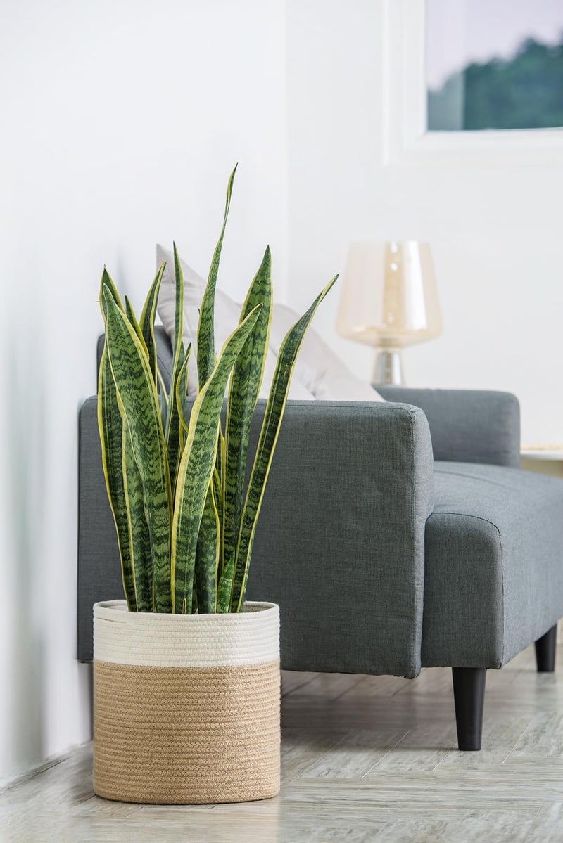 Dahey Jute Spliced Cotton Rope Plant Basket Modern Woven Storage Basket for 12" Floor Indoor Planter, Decorative Flower Pots Cover Laundry Bin with Handle Rustic Home Decor, White and Beige - Image 1