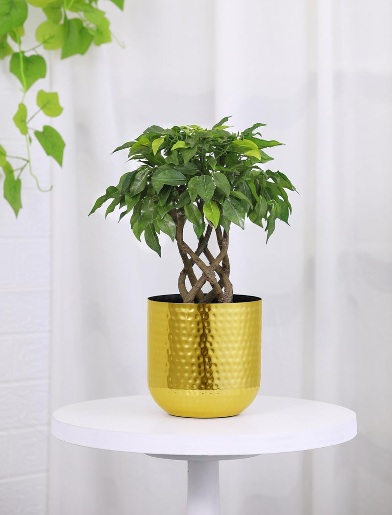 Rust & Shine Planters for Home Decor | Golden Finish Urban Lofts Planter | Aesthetic & Modern Style Flower Pots for Garden Balcony Living Room | Durable Planter for Home Office Balcony & Garden Decor - Image 3