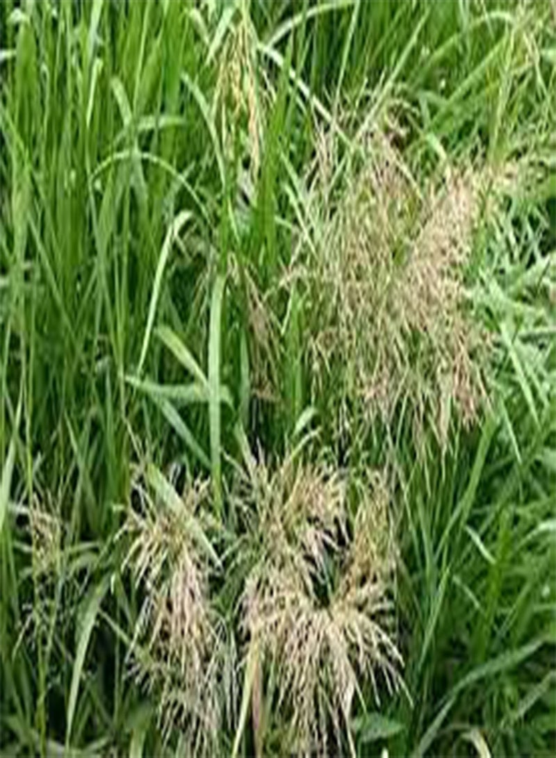 GGOOT seeds 100pcs Lambs Quarter Plant seeds