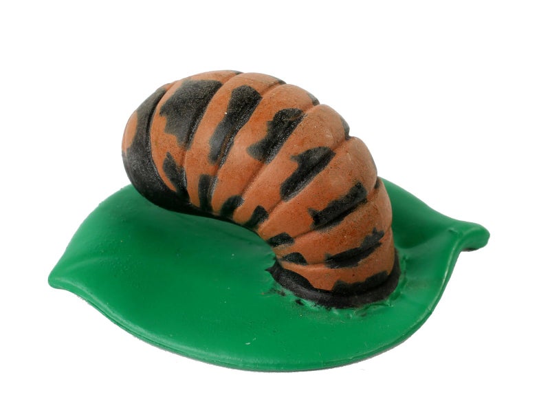 إنسيكت لور دورة حياة Lore Lore Lore Lore - 4 PC الحشرات يوضح حياة علة سيدة - Image 4