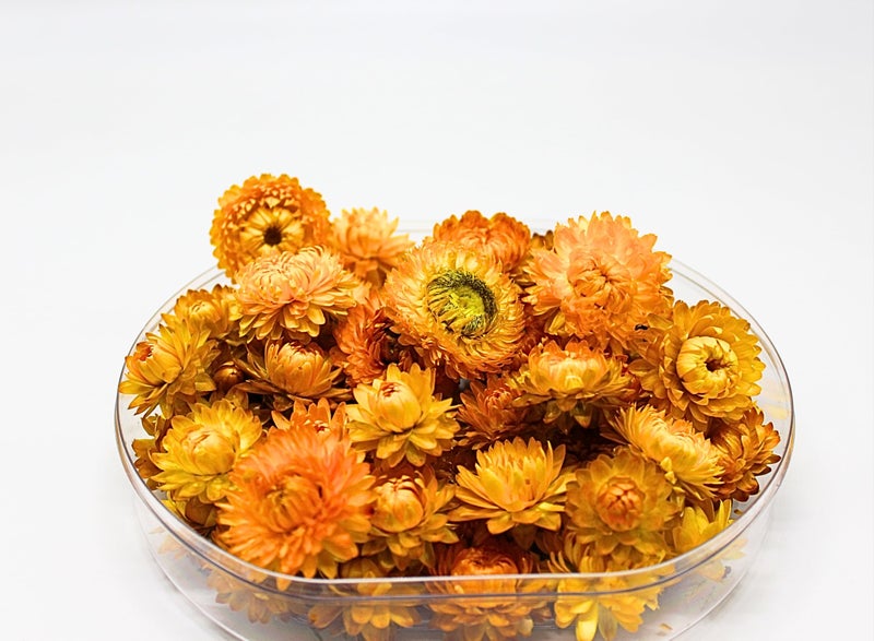FANCY Natural Dried Strawflowers 6 Vibrant Colors, Ready-to-Use Resin Potpourri Floral, Long-Lasting Home Decor Gift in Clear Transparent Display Box (yellow, M) - Image 2