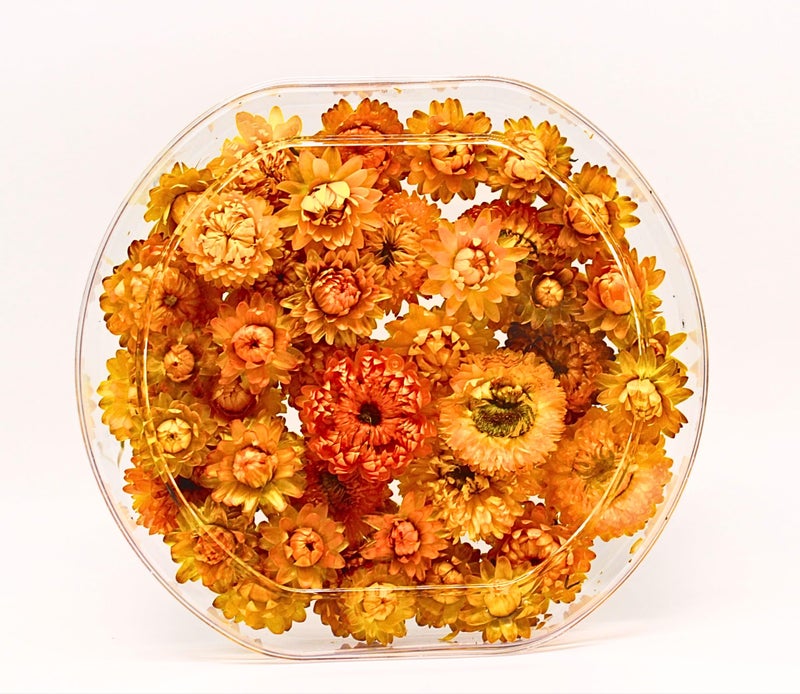 FANCY Natural Dried Strawflowers 6 Vibrant Colors, Ready-to-Use Resin Potpourri Floral, Long-Lasting Home Decor Gift in Clear Transparent Display Box (yellow, M) - Image 1