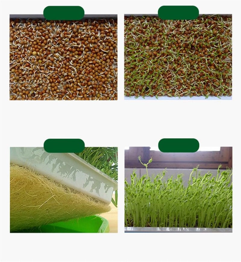 woobles Seed Sprouter Tray Soil-Free Food Grade PP Healthy Wheatgrass Grower-35x26x5cm(Green) Light Green - Image 3