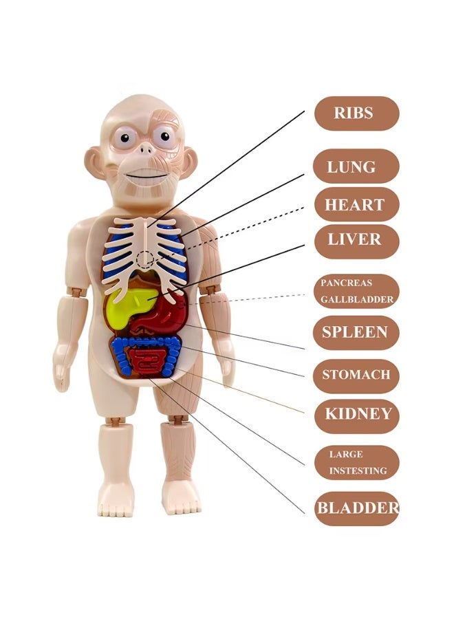 مودل لعبة مجسم جسم الإنسان التعليمية للأطفال لتعلم أجزاء الجسم والأعضاء الداخلية، نموذج تشريحي للأطفال والبنات، لعبة تعليمية لتنمية المعرفة والفضول العلمي -أجزاء جسم الإنسان -لعبة تعليم العلوم - Image 3