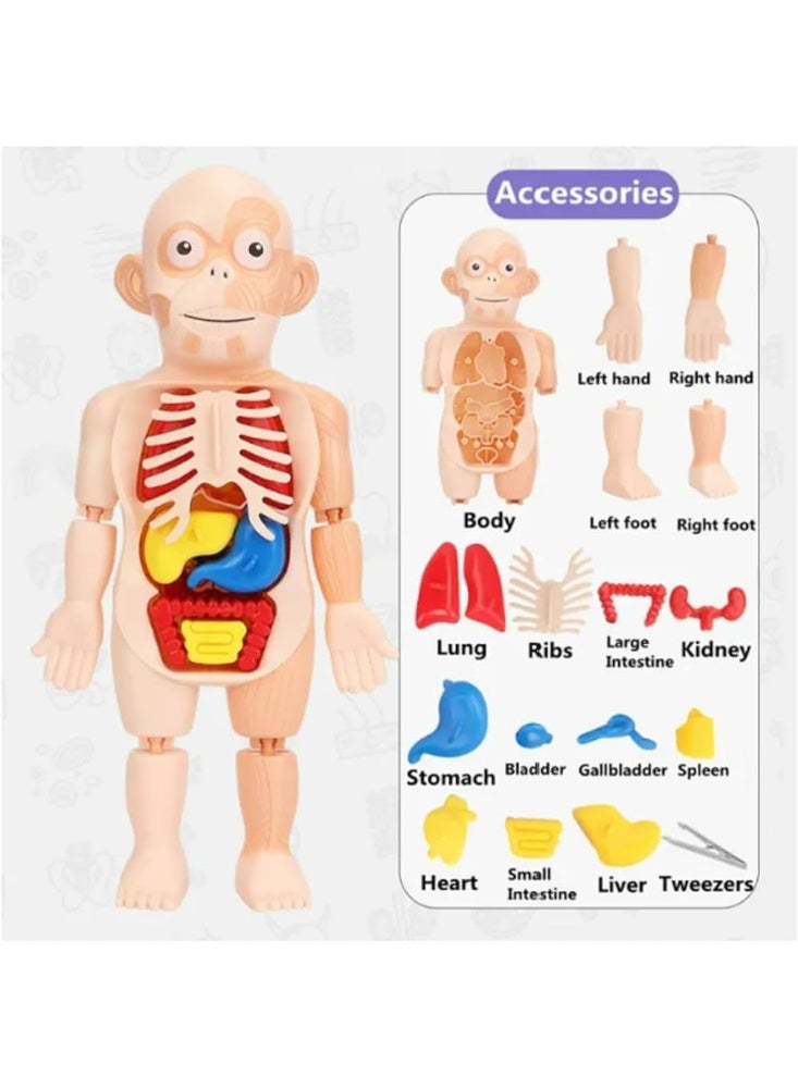 مودل لعبة مجسم جسم الإنسان التعليمية للأطفال لتعلم أجزاء الجسم والأعضاء الداخلية، نموذج تشريحي للأطفال والبنات، لعبة تعليمية لتنمية المعرفة والفضول العلمي -أجزاء جسم الإنسان -لعبة تعليم العلوم - Image 4