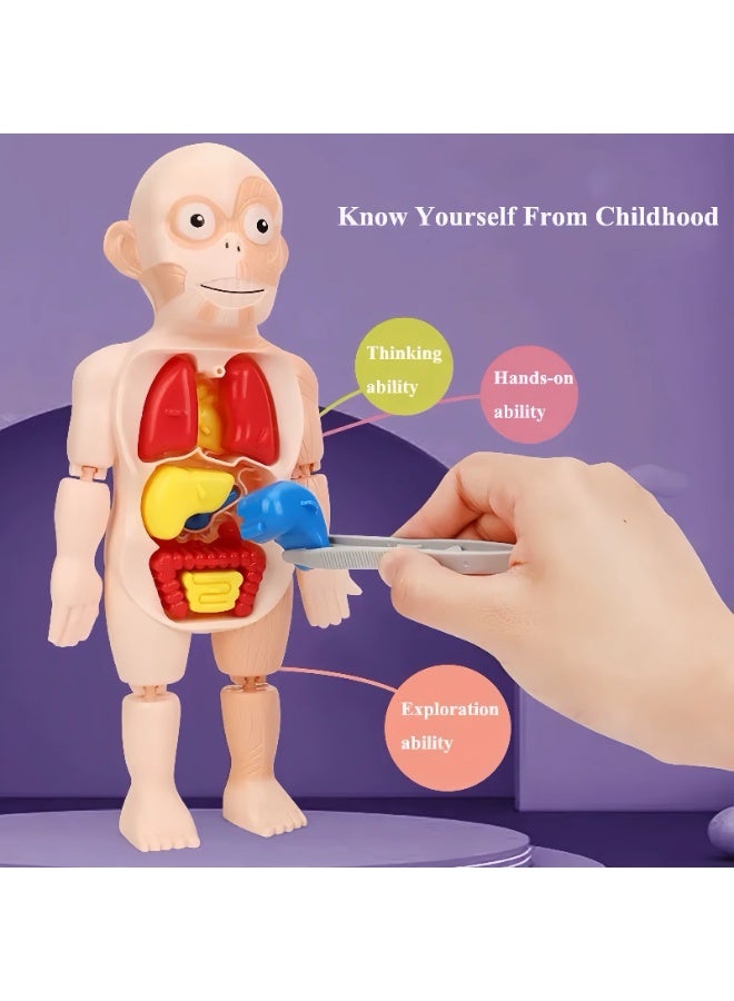 مودل لعبة مجسم جسم الإنسان التعليمية للأطفال لتعلم أجزاء الجسم والأعضاء الداخلية، نموذج تشريحي للأطفال والبنات، لعبة تعليمية لتنمية المعرفة والفضول العلمي -أجزاء جسم الإنسان -لعبة تعليم العلوم - Image 5