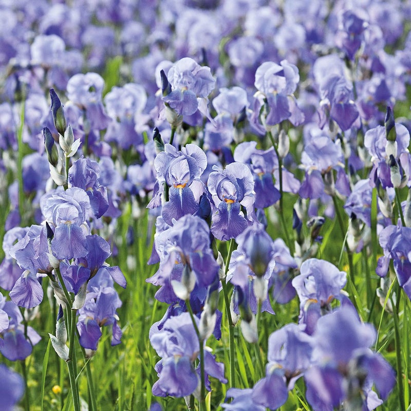 Weleda Hydrating Night Face Cream, 1 Fluid Ounce, Plant Rich Moisturizer with Iris Root, Calendula and Chamomile - Image 4