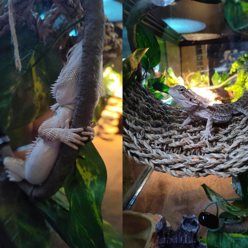 MUYG 5 PCS Tank Accessories for Bearded Dragon Include Resin Classical Castle Reptile Climb Habitat Decor Hanging Jungle Vines Flexible Leaves Climbing Decor for Lizard Gecko Chameleon Spider - Image 5