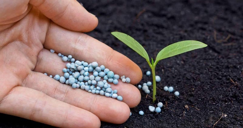 Babique DAP Fertilizer for Plants | Plant Nutrient and Plant Food | All Plants | Gardening (1 Kg) - Image 4