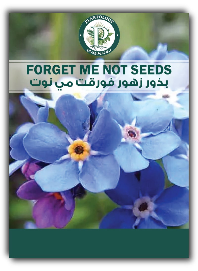 بذور زهرة النسيان للزراعة - أزهار بنفسجية - Image 1