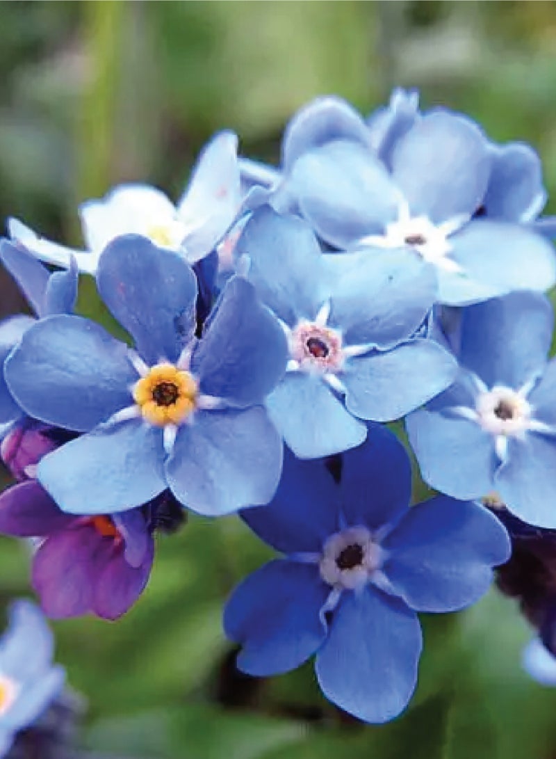 بذور زهرة النسيان للزراعة - أزهار بنفسجية - Image 2