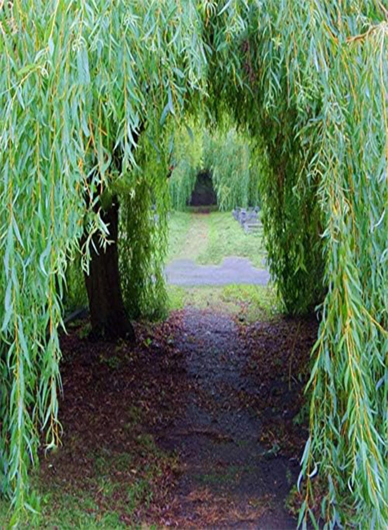 GGOOT Egrow 100Pcs/Pack Willow Tree Seeds Potted Willow Tree Bonsai Plant Salix Babylonica Green Tree Garden - Image 3