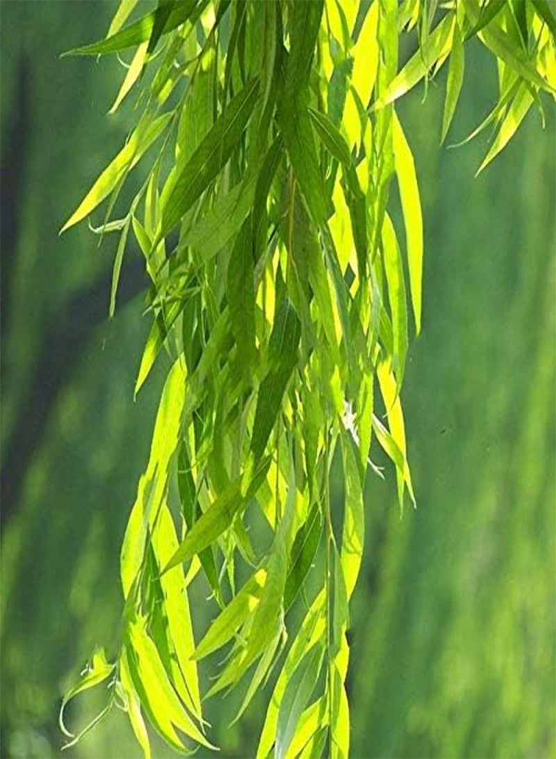 GGOOT Egrow 100Pcs/Pack Willow Tree Seeds Potted Willow Tree Bonsai Plant Salix Babylonica Green Tree Garden - Image 1