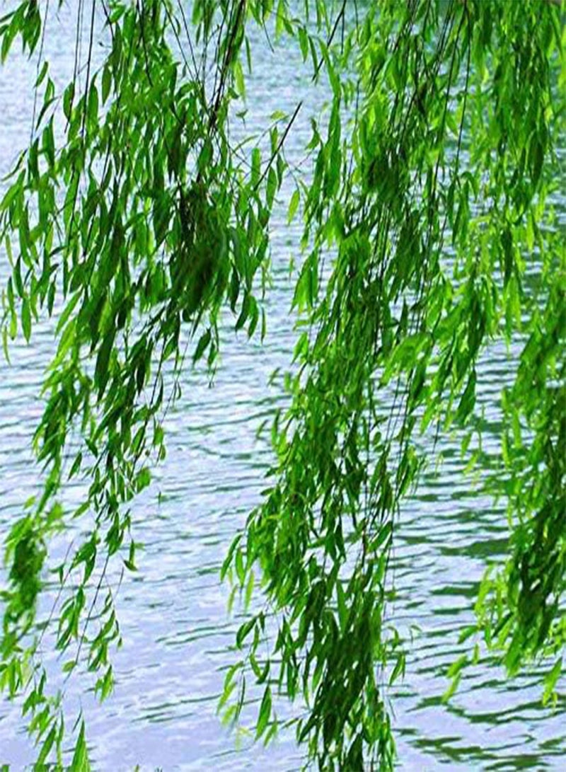 GGOOT Egrow 100Pcs/Pack Willow Tree Seeds Potted Willow Tree Bonsai Plant Salix Babylonica Green Tree Garden - Image 2