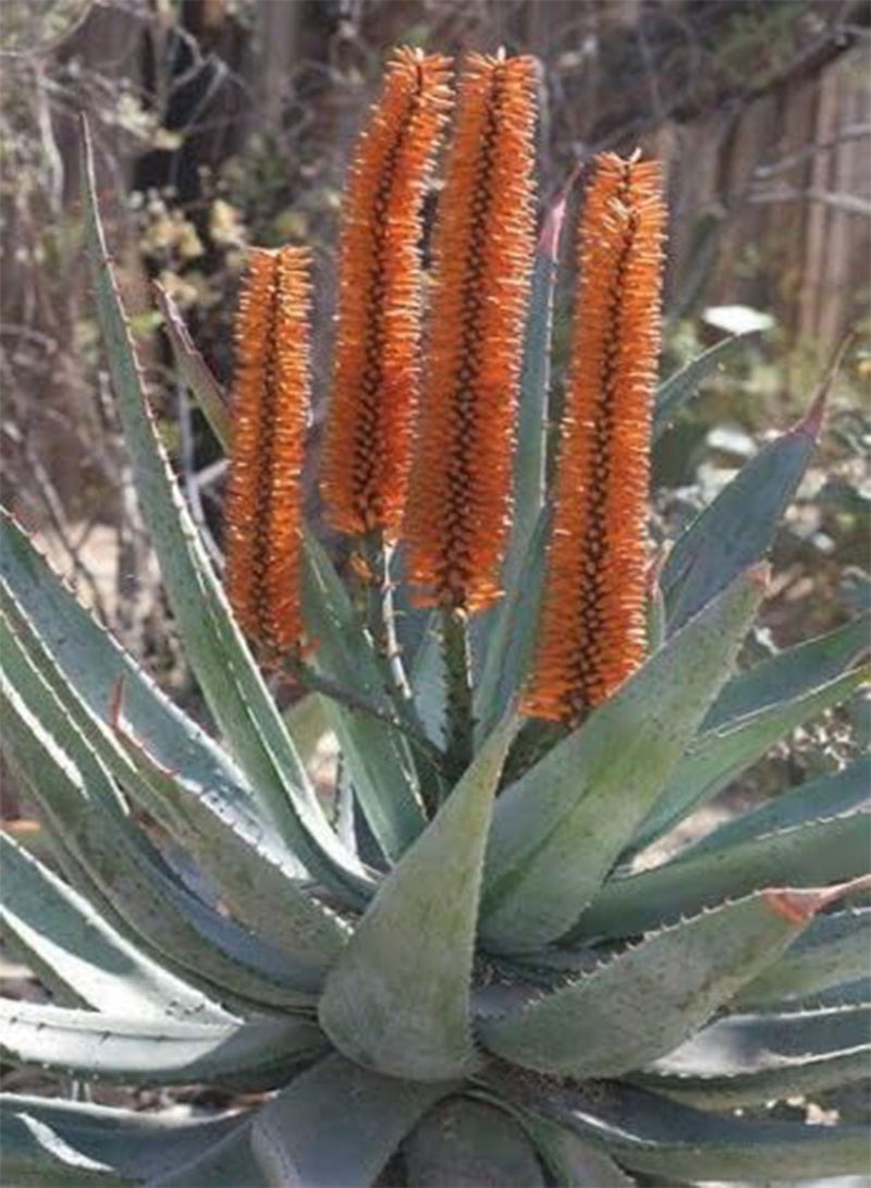 GGOOT Aloe ferox - Bitter Aloe - 10 Seeds - NPWS