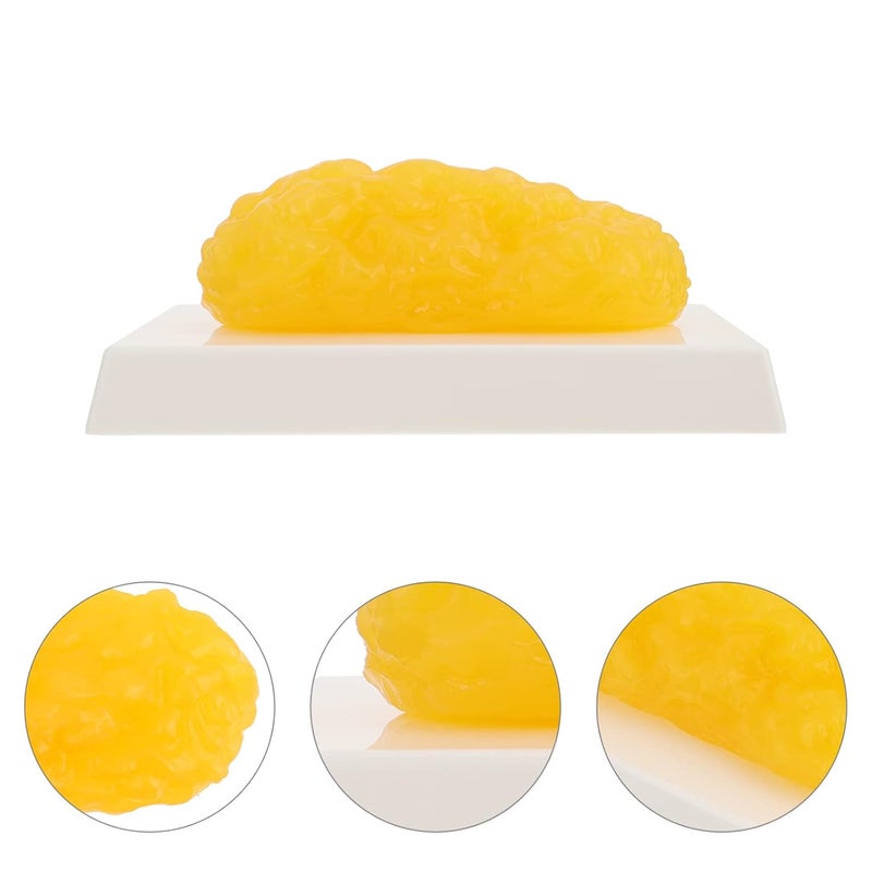 klarako Fat Model - Fat Anatomical, Human Body Fat Replica, 1 lb, Body Fat Anatomy for Students - Image 3