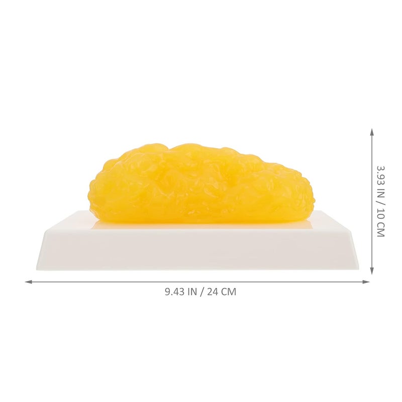 klarako Fat Model - Fat Anatomical, Human Body Fat Replica, 1 lb, Body Fat Anatomy for Students - Image 2