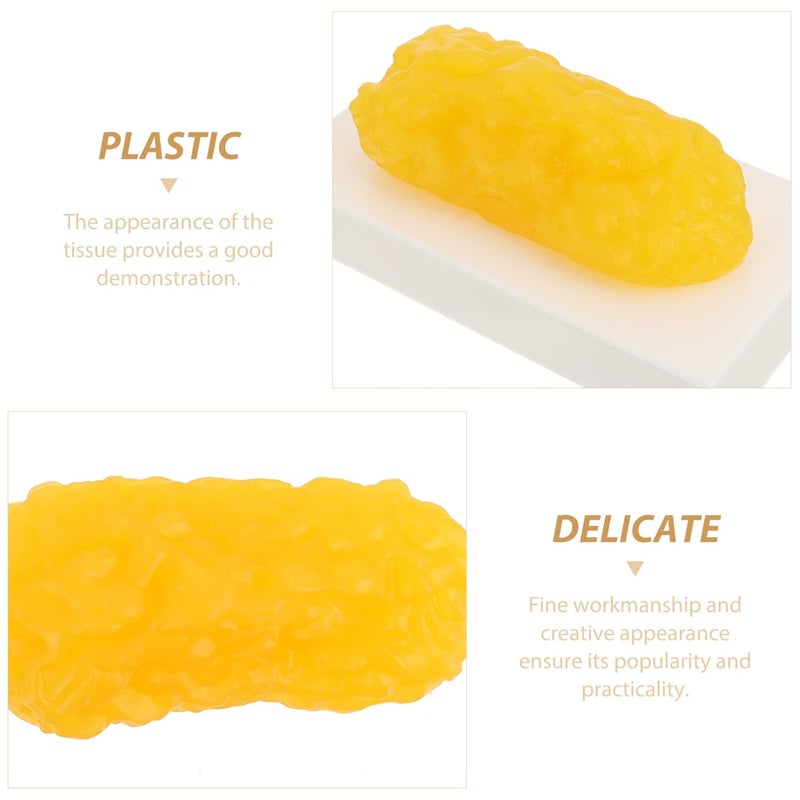 klarako Fat Model - Fat Anatomical, Human Body Fat Replica, 1 lb, Body Fat Anatomy for Students - Image 4