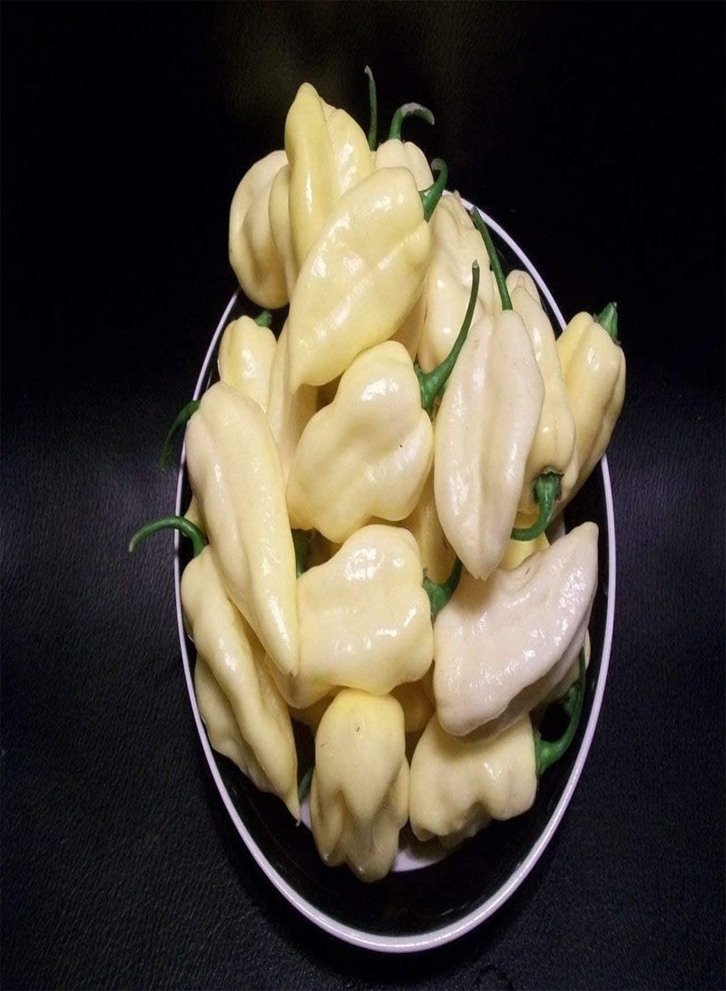 GGOOT White Ghost Chilli Bhut Jolokia Seeds, Naga Jolokia Pepper Seeds for Home Garden Planting (5) - Image 2