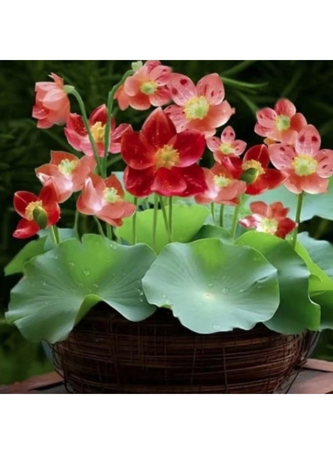 OASIS-TH 50 PCS Lotus Seeds  Premium Red CarmineColor Lotus Seeds, Grow Vibrant Lotus Blooms - Image 1