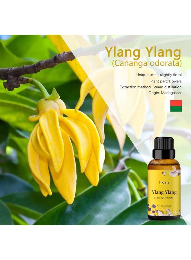 ESSLUX Ylang Ylang Essential Oil, Premium Grade Aromatherapy Essential Oils, Perfect for Diffuser, Massage, Soap & Candle Making, 30 ml - Image 2