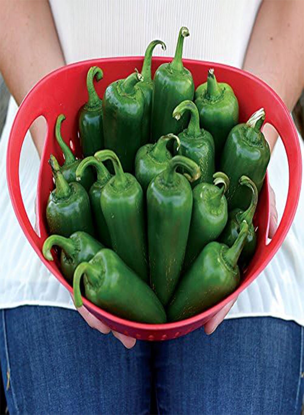 GGOOT Variety of Hot Chili Pepper Plant Seeds, Easy to Grow, Perfect ...