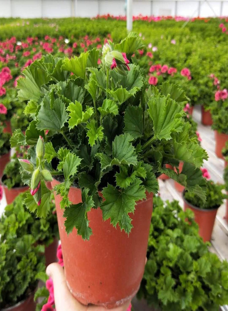 جي جوت 50 قطعة من بذور إبرة الراعي، أزهار معمرة للزراعة في حديقة خارجية، سهلة البقاء على قيد الحياة، أصناف تراثية يحبها البستانيون باقات الزهور المقطوفة - Image 3