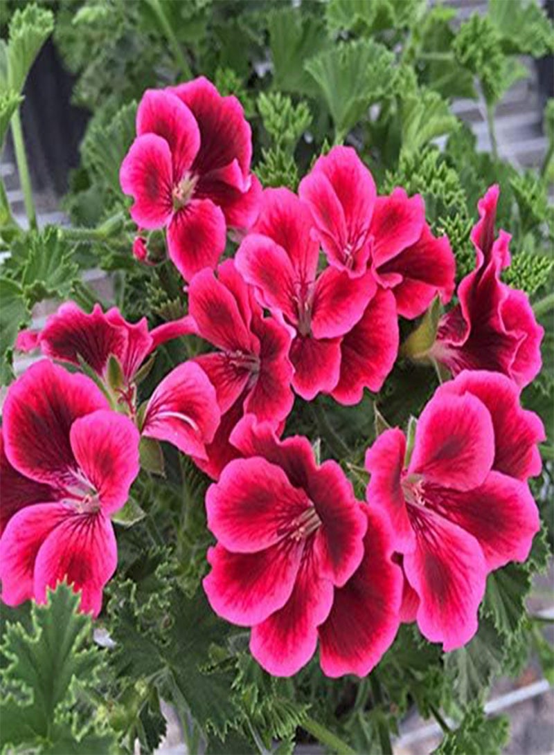 جي جوت 50 قطعة من بذور إبرة الراعي، أزهار معمرة للزراعة في حديقة خارجية، سهلة البقاء على قيد الحياة، أصناف تراثية يحبها البستانيون باقات الزهور المقطوفة - Image 1