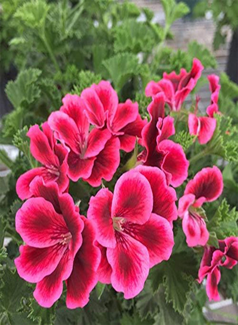 جي جوت 50 قطعة من بذور إبرة الراعي، أزهار معمرة للزراعة في حديقة خارجية، سهلة البقاء على قيد الحياة، أصناف تراثية يحبها البستانيون باقات الزهور المقطوفة - Image 2