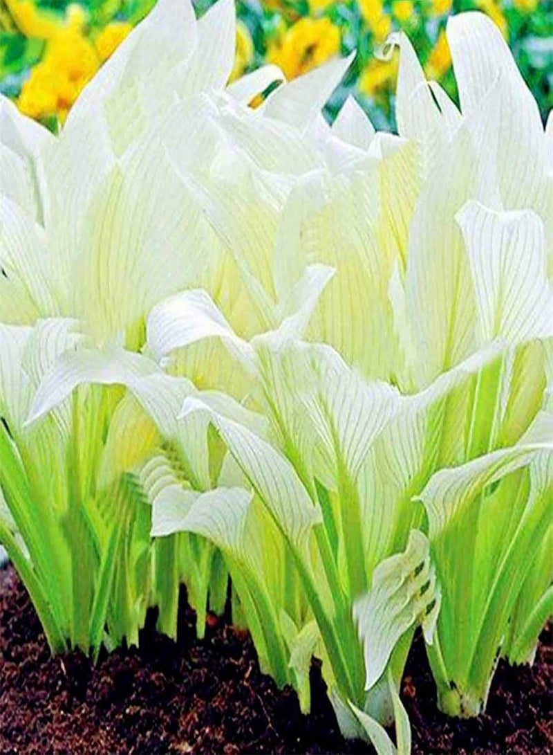 GGOOT 200Pcs/Bag Hosta Seeds, DIY Decorative Mixed Color Fragrant Hosta Plantaginea Bonsai Seeds for Outdoor White Hosta Seeds - Image 1